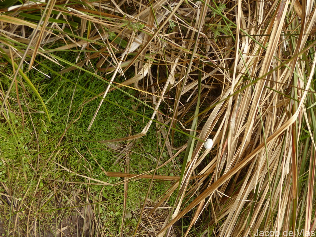 Eriocaulon brownianum Mart.